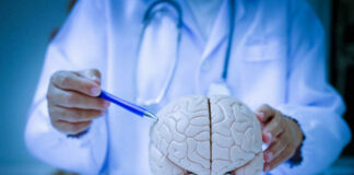 A doctor pointing at a brain model with a pen