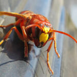 Close-up of a wasp on a surface