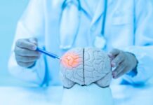 Pea-Sized Gland May Control Your Lifespan Doctor examining a model of a brain with a pen