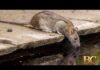 Mutant sewer rats spreading through major US cities