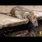 Mutant sewer rats spreading through major US cities