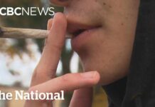 Researchers suggest link between cannabis use and rise in psychotic disorder diagnoses