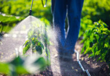 World’s Most Popular Weedkiller Linked to Hospital Superbugs A farmer spraying pesticide on green plants in a field
