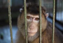 Monkey Teeth Study Shatters Human Evolution Myth A monkey looking through the bars of its cage