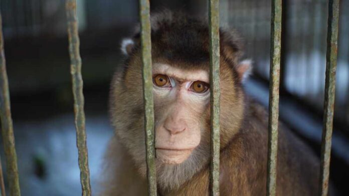 Lonely,Big,Monkey,At,The,Zoo,With,Blurred,Background A monkey looking through the bars of its cage