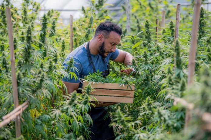Farmers,Collecting,Buds,Of,Desirable,Marijuana,Plants,For,Medical,Research A man carefully harvesting cannabis plants in a greenhouse