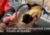 Contagious Cancer Invades a U.S. Lake A Contagious Cancer? The Strange Discovery in Lake Memphremagog | Your Morning