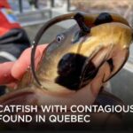 A Contagious Cancer? The Strange Discovery in Lake Memphremagog | Your Morning
