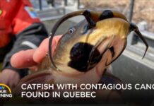 A Contagious Cancer? The Strange Discovery in Lake Memphremagog | Your Morning