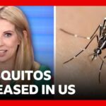 Thousands of mosquitos being released in Washington DC | BBC News