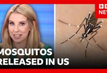 DC’s Million-Mosquito Gambit Thousands of mosquitos being released in Washington DC | BBC News