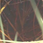 Neuroinvasive case of mosquito-borne disease in Utah