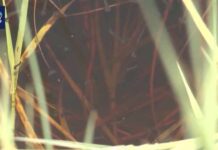 Neuroinvasive Mosquito Bites Trigger Seizures, Stroke Neuroinvasive case of mosquito-borne disease in Utah