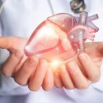 Hands holding a digital heart model