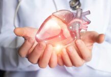 Heart Care Shake-Up: Exercise Becomes Prescription Hands holding a digital heart model