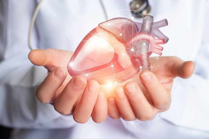 Hands holding a digital heart model